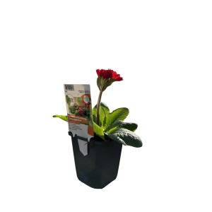 Piros kerti kankalin Goldnugget cserépben (9x9 cm) a GROW by OBI-tól.