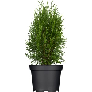 Smaragd tuja (Thuja) cserépben, kb. 20-30 cm magas. Ideális sövénynövénynek.