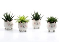 Pozsgás növény kerámiaedényben magasság kb. 10 cm - 20 cm cserépátmérő kb. 6 cm Pozsgás növény kerámiaedényben magasság kb. 10 cm - 20 cm cserépátmérő kb. 6 cm