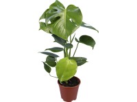 Könnyezőpálma cserépátmérő: kb. 12 cm (Monstera deliciosa)