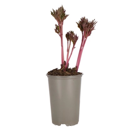 Bazsarózsa "Long Life" piros cserépátmérő kb. 14 cm Paeonia