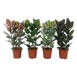 Gumi fa (Ficus elastica) 3 törzses, kb. 80-90 cm magas, különböző levélszínekben.