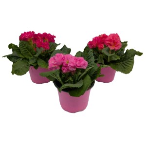 Primula Girls Delight 10,5 cm