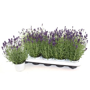 Igazi levendula 'Lavandula Angustifolia' cserépben, lila virágok, tálcán.