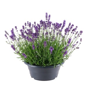 Igazi levendula (Lavandula angustifolia) cserépben, lila virágok, kb. 23 cm Ø.