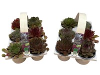 Kővirózsa mix 6pack