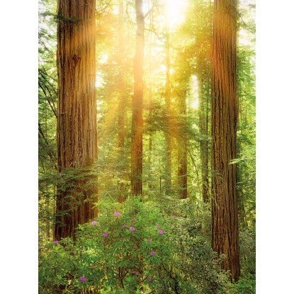 Komar vlies fotótapéta Redwood 200 cm x 260 cm
