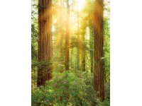 Komar vlies fotótapéta Redwood 200 cm x 260 cm
