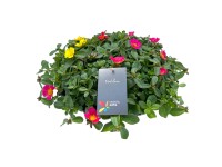 Nagyvirágú porcsin cinkcserépben cserépátmérő kb. 29 cm Portulaca Hybrid