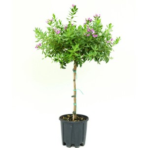 Kreuzblume cserépben, kb. 30-40 cm magas, zöld levelekkel és lila virágokkal.