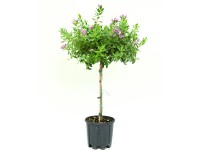 GROW by OBI mirtuszlevelű pacsirtafű magasság kb. 30 cm - 40 cm cserép kb. 4 l GROW by OBI mirtuszlevelű pacsirtafű magasság kb. 30 cm - 40 cm cserép kb. 4 l