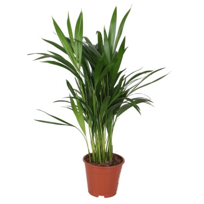 Zöldnövényfajták magasság kb. 50 cm - 65 cm cserépátmérő kb. 14 cm
