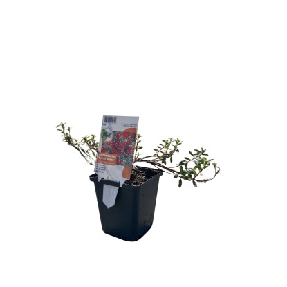 OBI kerti napvirág "Cerise Queen" piros cserépátmérő: kb. 9 cm x 9 cm Helianthem