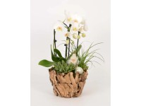 Orchidea kompozíció fa kaspóban cserépátmérő: kb. 22 cm