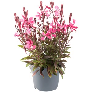 Gaura lindheimeri Gaudi cserépben, kb. 28 cm magas, finom rózsaszín virágokkal.