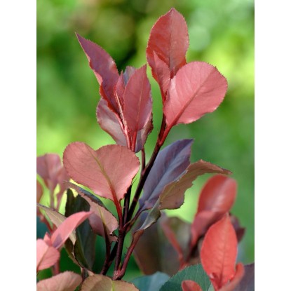 Közelkép egy élénkpiros levelű Red Robin fagyalsövényről (Photinia).