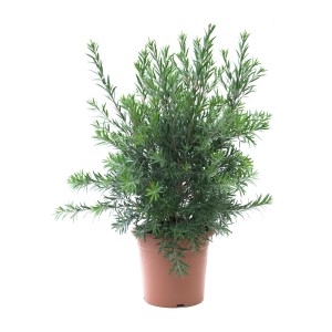 Ecsetfa (Callistemon citrinus) cserépben, egy vonzó dézsás növény a GROW by OBI-tól.