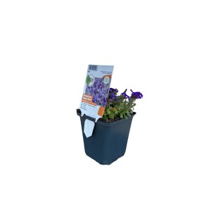 Kékpárna Royal Blue 9 cm-es cserépben, Aubrieta apró kék virágokkal.