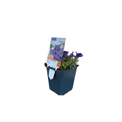 Kékpárna Royal Blue 9 cm-es cserépben, Aubrieta apró kék virágokkal.