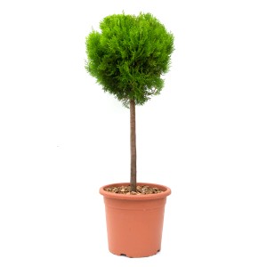 Mini törzsű fa cserépben, kb. 80 cm magas, többféle változatban kapható.
