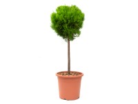 GROW by OBI mini tő válogatás magasság kb. 80 cm cserép kb. 7 l GROW by OBI mini tő válogatás magasság kb. 80 cm cserép kb. 7 l