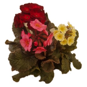 Szártalan kankalin (Primula vulgaris) piros, rózsaszín és sárga színben, egy színes tavaszi növény a GROW by OBI-tól.