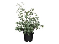 Eukaliptuszbokor magasság kb. 30 cm - 40 cm cserépátmérő kb. 18 cm