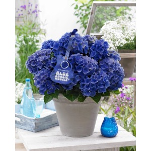 Bokros, kék Hortenzia Blue Boogiewoogie cserépben, kb. 25-30 cm magas.