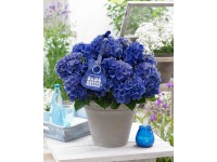 GROW by OBI hortenzia 