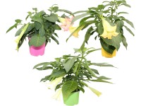 Angyaltrombita színválasztéka cserépátmérő kb. 19 cm Brugmansia Angyaltrombita színválasztéka cserépátmérő kb. 19 cm Brugmansia