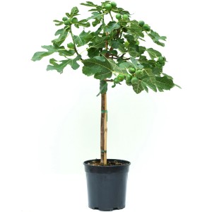 GROW by OBI füge cserépben, kb. 30-40 cm magas, zöld gyümölcsökkel. Dézsás növény napos helyekre.