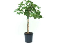 GROW by OBI füge magasság kb. 30 cm - 40 cm cserép kb. 3 l Ficus carica GROW by OBI füge magasság kb. 30 cm - 40 cm cserép kb. 3 l Ficus carica