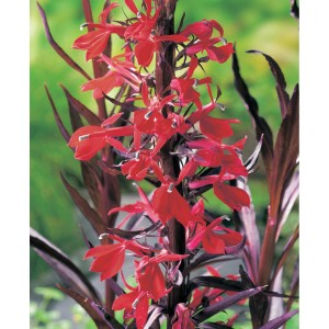 Kardinálvirág (Lobelia cardinalis) piros virágokkal, alkalmas kerti tavakhoz.