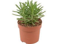 Ernyős sarjika, cserépátmérő: kb. 12 cm, Kalanchoe tubiflora Ernyős sarjika, cserépátmérő: kb. 12 cm, Kalanchoe tubiflora