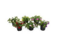 GROW by OBI Calibrachoa hyb. UniMix petúnia cserépátmérő kb. 13 cm GROW by OBI Calibrachoa hyb. UniMix petúnia cserépátmérő kb. 13 cm