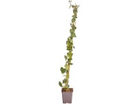 Nagylevelű ír borostyán készlet 250 darab magasság 80-100 cm cserép kb. 1,5 l