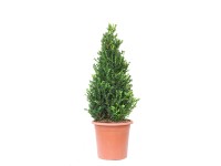 GROW by OBI 