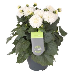 Fehér "Suniq" dália cserépben (Ø 23cm). Dísznövény kertbe, erkélyre vagy teraszra.