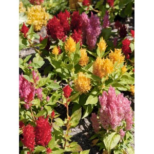 Színes Celosia plumosa cserépben, piros, sárga és rózsaszín virágokkal.