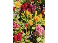 Ezüst celózia cserépátmérő kb. 12 cm Celosia Ezüst celózia cserépátmérő kb. 12 cm Celosia