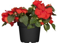 Nebáncsvirág cserépátmérő: kb. 9 cm Impatiens Nebáncsvirág cserépátmérő: kb. 9 cm Impatiens