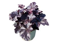 GROW by OBI sötét levelű tűzeső sötétpiros 35 cm magas tűzeső hibrid