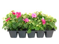 Impatiens 10 pack Impatiens 10 pack
