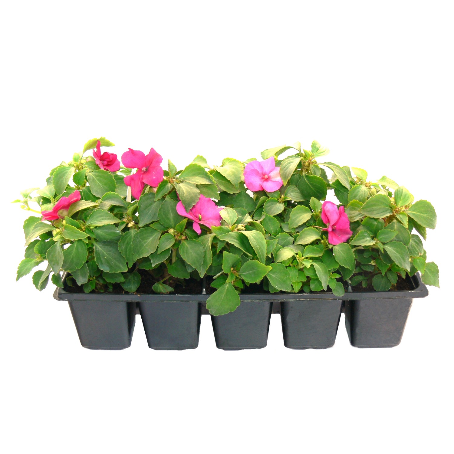Impatiens 10 pack vásárlása - OBI