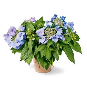 Virágzó kék GROW by OBI Bloombuster hortenzia cserépben, kb. 30-40 cm magas.