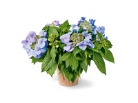 GROW by OBI hortenzia 