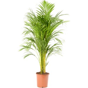 Aranypálma (magasság 90-100 cm) cserépben. Szobanövény zöld, szárnyalt levelekkel.