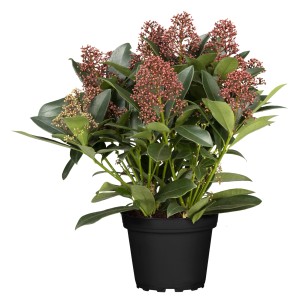 Skimmia Rubella cserépben, piros bimbókkal és zöld levelekkel.