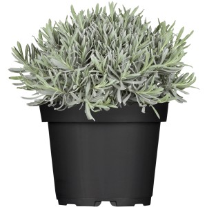 Kék levendula (Lavandula) cserépben, kb. 13 cm Ø. Illatos, fagyálló növény napos helyekre.