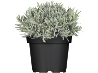 OBI közönséges levendula kék cserépátmérő: kb. 13 cm Lavandula